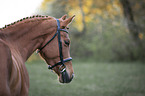 German Riding Pony portrait