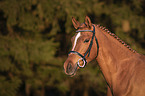 German Riding Pony portrait