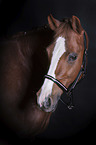 German Riding Pony portrait