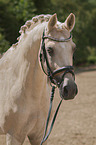 German Riding Pony portrait