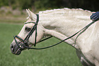 German Riding Pony portrait