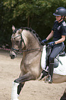 girl rides German Riding Pony