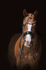 German Riding Pony portrait