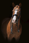 German Riding Pony portrait