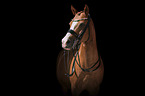 German Riding Pony portrait