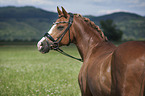 German Riding Pony portrait