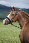 German Riding Pony portrait