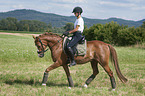 young woman rides German Riding Pony