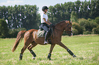 young woman rides German Riding Pony