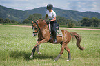 young woman rides German Riding Pony