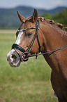 German Riding Pony portrait