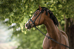 German Riding Pony Portrait