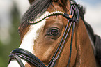 German Riding Pony eye