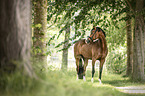 German Riding Pony