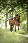 German Riding Pony