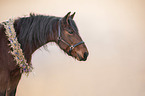 German Riding Pony Portrait