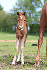 German Riding Ponies