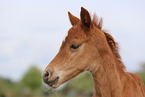 German Riding Pony foal