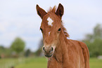 German Riding Pony foal