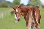 German Riding Pony foal