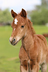 German Riding Pony foal