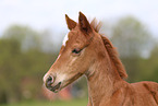 German Riding Pony foal