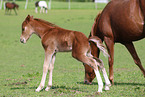 German Riding Ponies