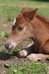 German Riding Pony Foal