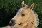 German Riding Pony Foal