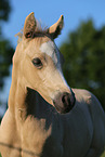 German Riding Pony Foal