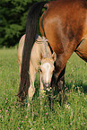 German Riding Ponies