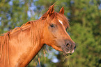 German Riding Pony Portrait