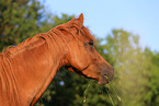 German Riding Pony Portrait
