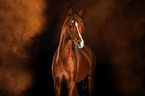 German Riding Pony with holy powder