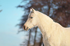 German riding pony in the snow