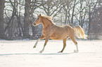 German riding pony in the snow