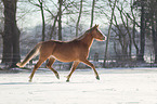 German riding pony in the snow