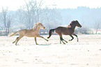 german riding ponies in the winter