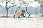 german riding ponies in the winter