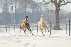 german riding ponies in the winter