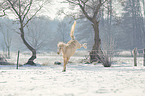 German riding pony in the snow