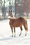 German riding pony in the snow
