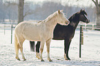 german riding ponies in the winter