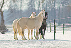 german riding ponies in the winter