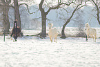 german riding ponies in the winter