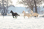 german riding ponies in the winter