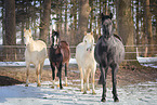 german riding ponies in the winter