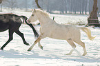 german riding ponies in the winter