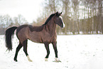 German riding pony in the snow