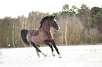 German riding pony in the snow